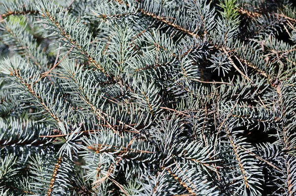 The branches of fir tree — Stock Photo, Image