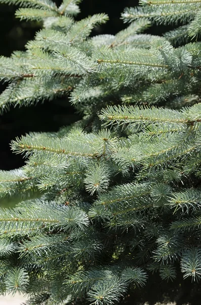 The branches of fir tree — Stock Photo, Image