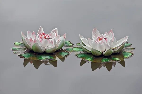 Two beautiful pink lily — Stock Photo, Image