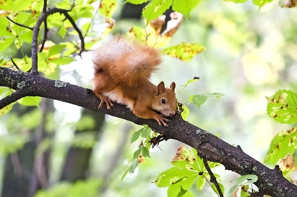 Eichhörnchen — Stockfoto