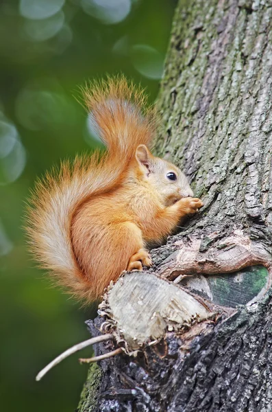 Eichhörnchen — Stockfoto