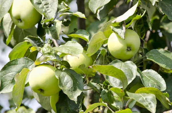 Appelboom — Stockfoto