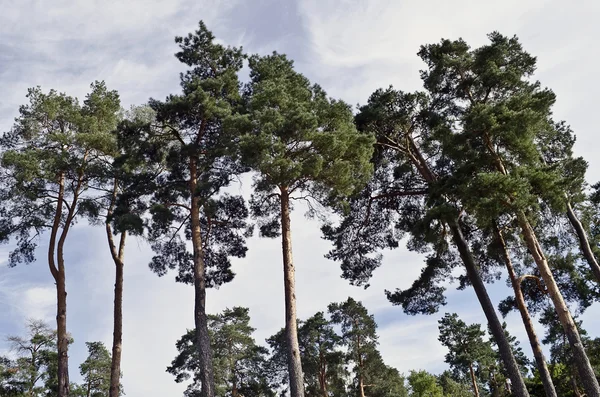 Güzel manzara - uzun boylu gökyüzüne karşı pines. — Stok fotoğraf