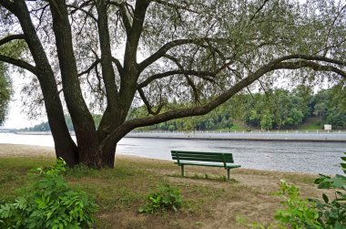 Bench under a tree by the river