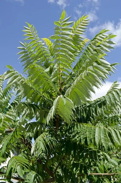 Árvore tropical — Fotografia de Stock