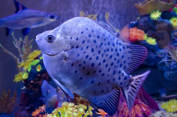 Exotische vissen in het aquarium — Stockfoto