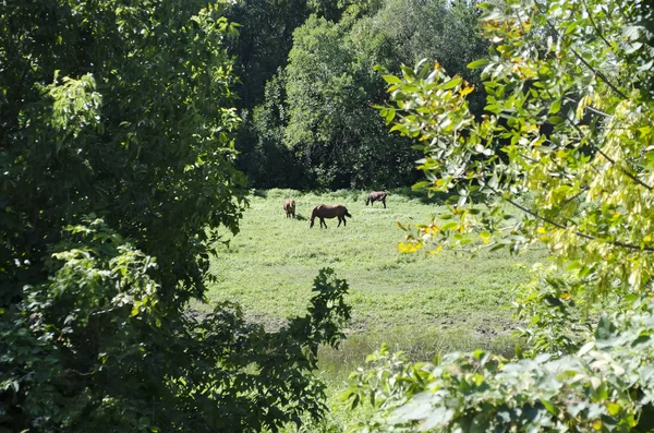 Caballos pastando en el prado — Foto de Stock