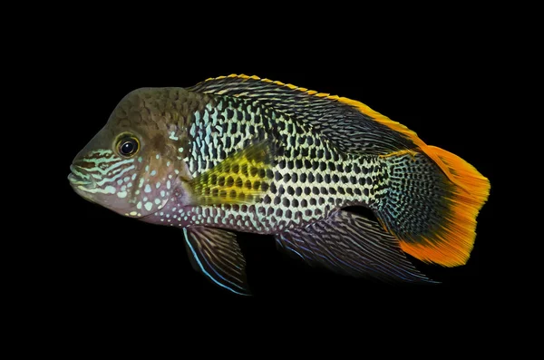 Poissons exotiques dans l'aquarium — Photo