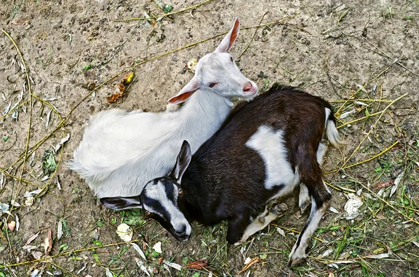 Twee geiten — Stockfoto