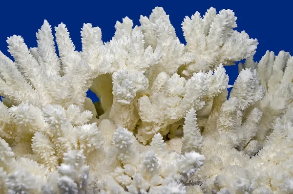 Coral blanco — Foto de Stock