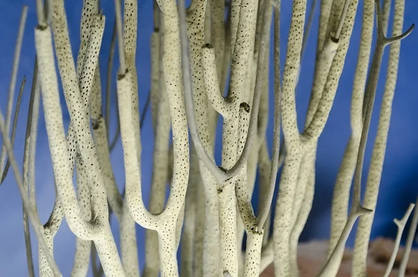 Коралловое дерево — стоковое фото