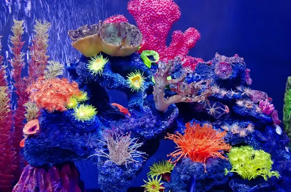 Разнообразие кораллов в аквариуме — стоковое фото