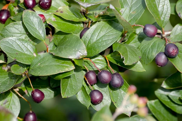 Black berries on the branch — Stock Photo, Image