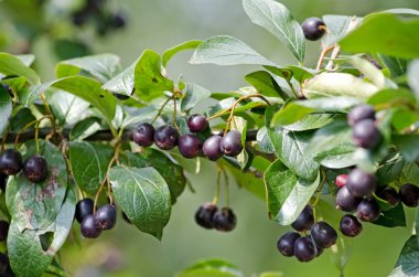 siyah böğürtlen dalı