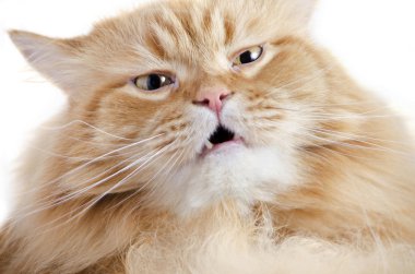 Kırmızı kedi