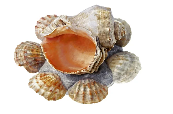 Shell, isolated over white — Stock Photo, Image