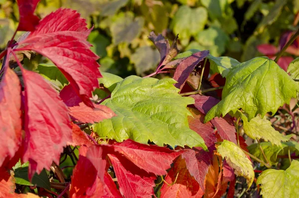 Röda och gröna druva blad — Stockfoto