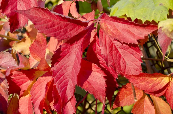 Feuilles de raisin rouge et vert — Photo