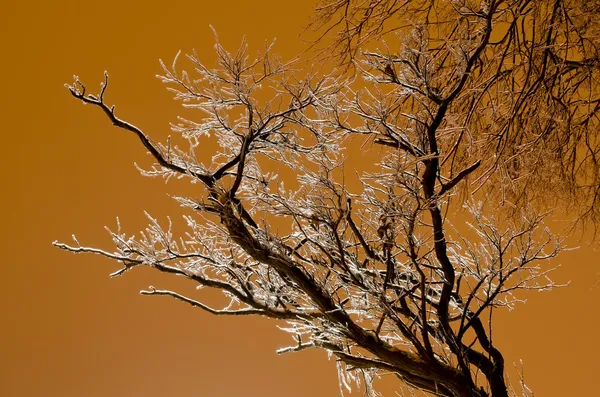 Bela árvore gelada sem folhas no fundo dourado — Fotografia de Stock