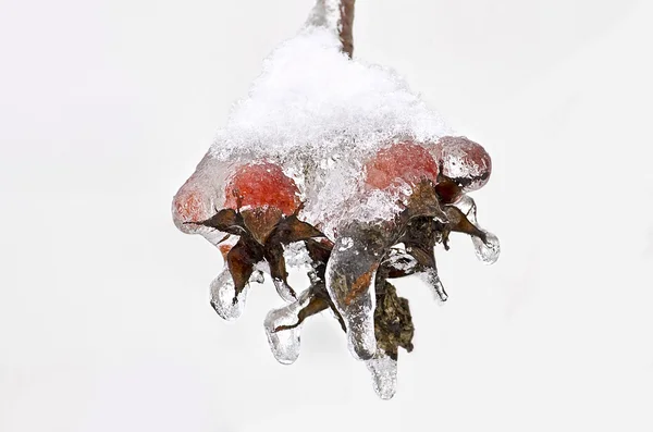 Rose hips in ice — Stock Photo, Image