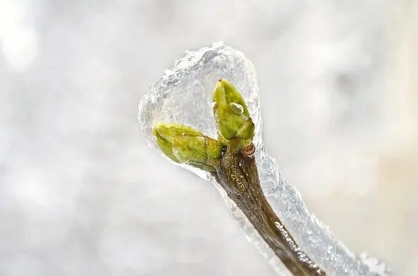 Os botões da árvore congelados em gelo — Fotografia de Stock