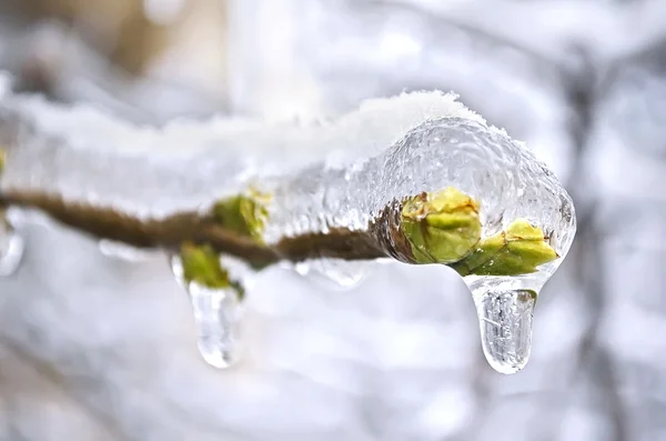 Os botões da árvore congelados em gelo — Fotografia de Stock