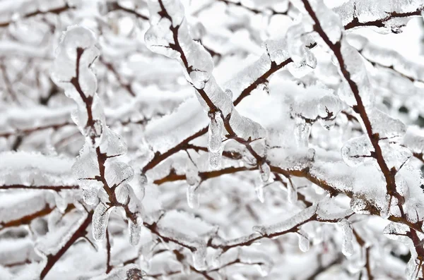 Rami di alberi congelati nel ghiaccio — Foto Stock