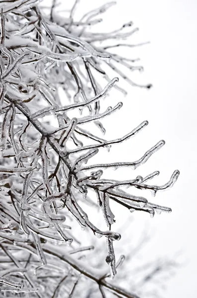 Tree branches frozen in ice — Stock Photo, Image
