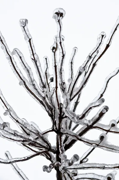 Větve zamrzlé v ledu — Stock fotografie