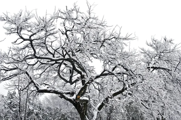 Árvore congelada no gelo — Fotografia de Stock