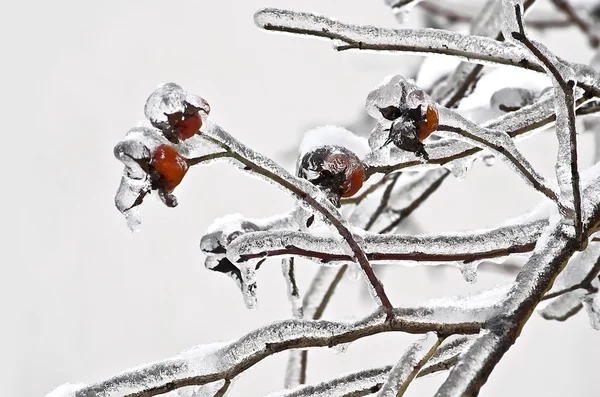 Rose hips in ice — Stock Photo, Image