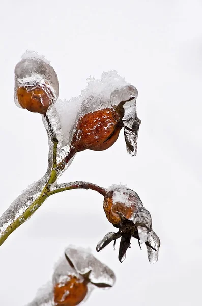 Rose hips in ice — Stock Photo, Image