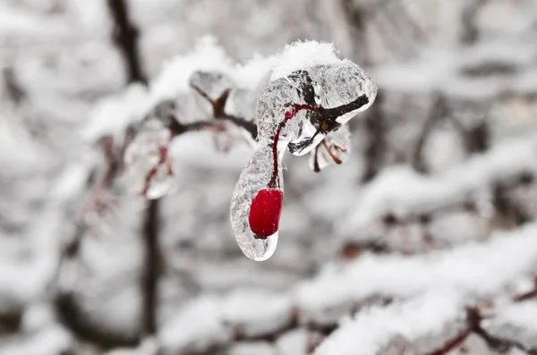 Red berry in ice — Stock Photo, Image