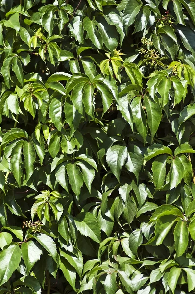 Природный фон - листья дикого винограда — стоковое фото