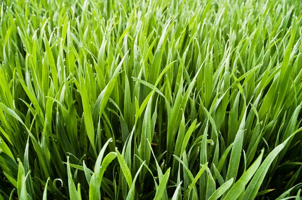 Wheatfield - grama verde suculenta com gotas de orvalho — Fotografia de Stock