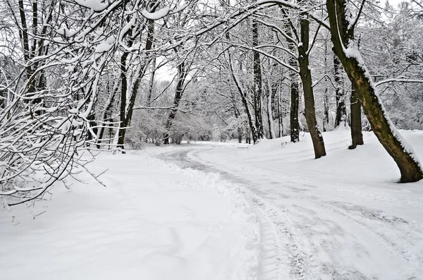 Parque de Inverno — Fotografia de Stock