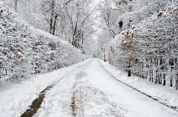 Parque de Inverno — Fotografia de Stock