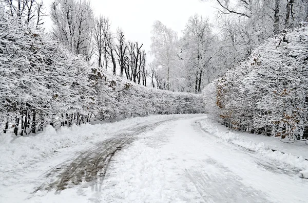 Parque de Inverno — Fotografia de Stock