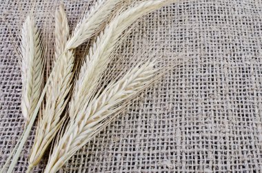 kulakları ehlileştirmek üzerinde yalan arpa