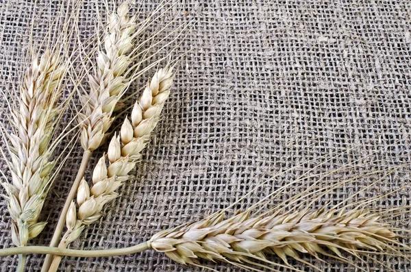 Пшеничные уши лежат на мешке — стоковое фото