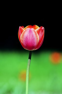 güzel kırmızı lale