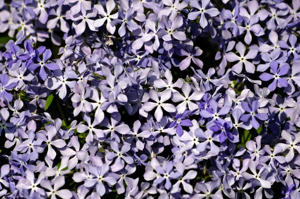 Background of purple wildflowers — Stock Photo, Image