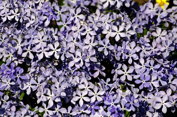 Background of purple wildflowers — Stock Photo, Image