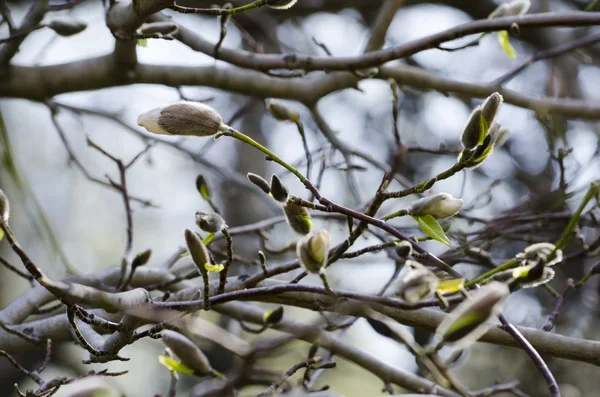 Gemme di Magnolia — Foto Stock