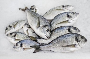 yaldızlı kafa çipura