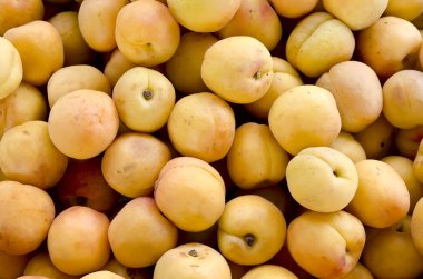 Kayısı arka planı