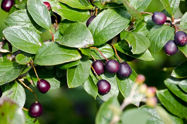 Black berries on the branch — Stock Photo, Image