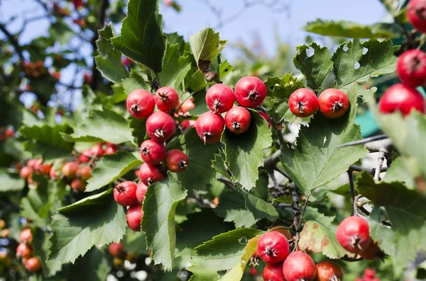 Red rowan — Stock Photo, Image