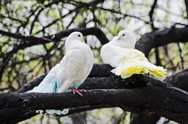 Palomas blancas —  Fotos de Stock