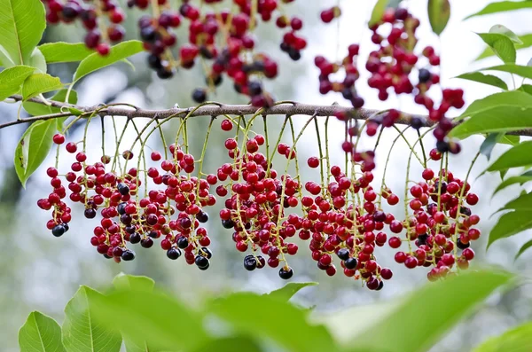 Red berries on the branch — Stock Photo, Image